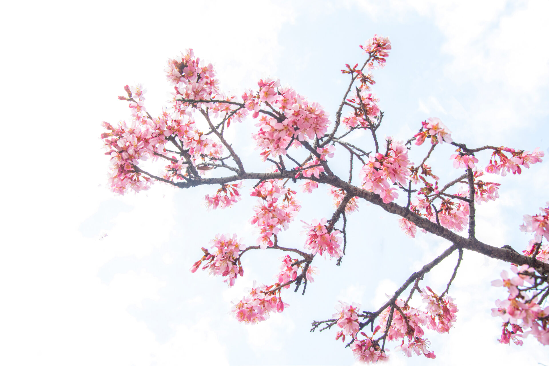 18 - Cherry Blossom