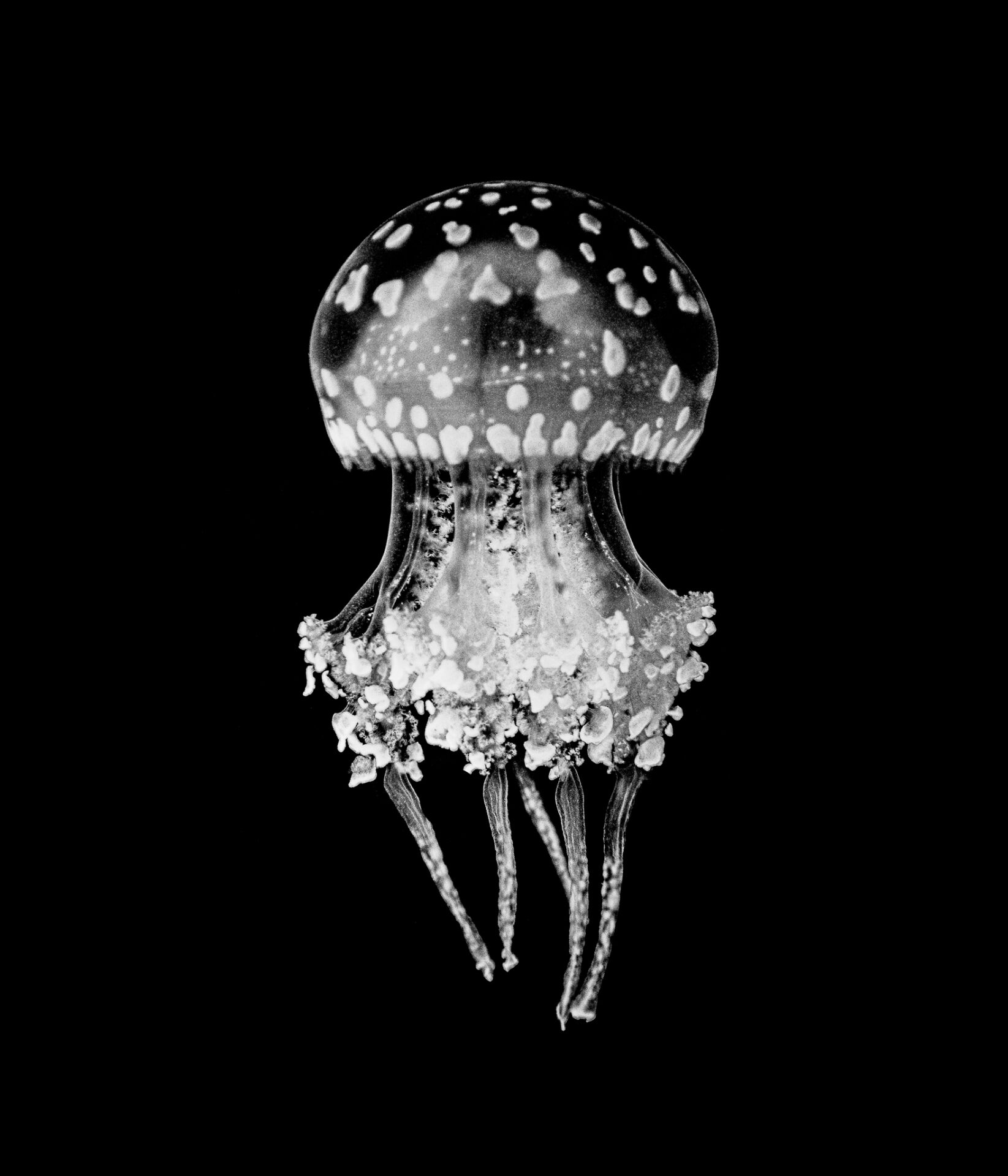 21 - Jellyfish