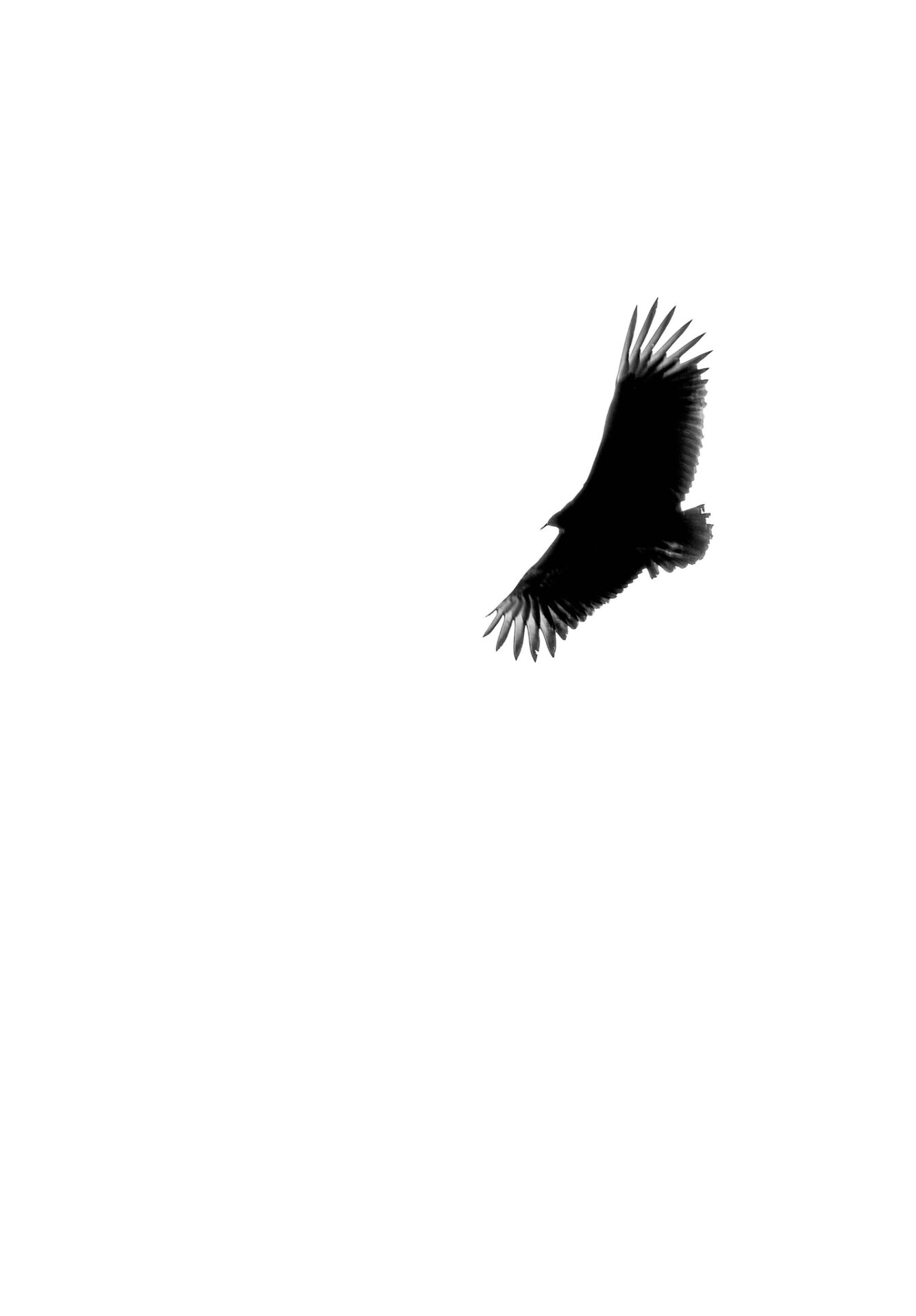7 - Eagle