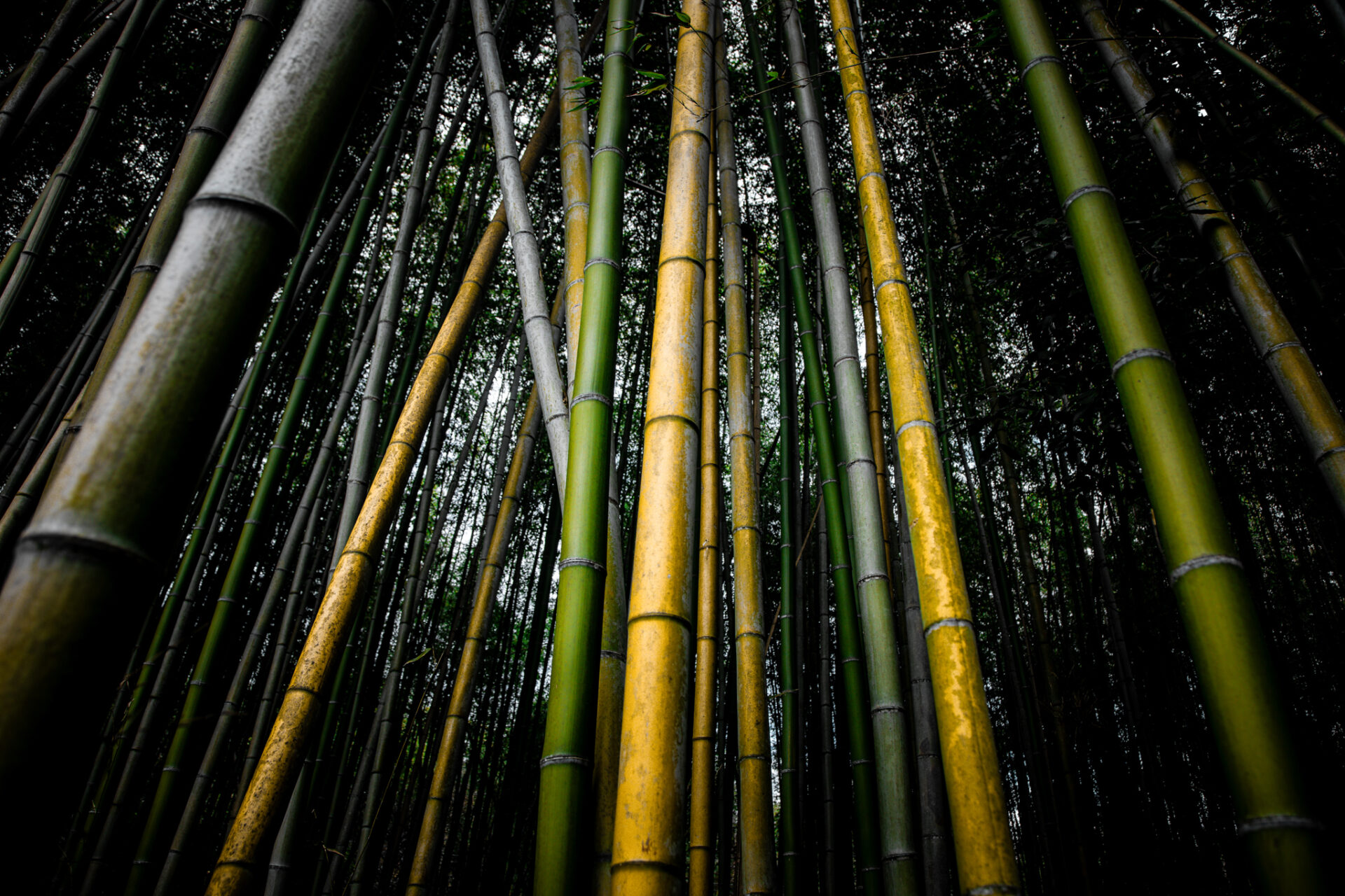 8 - Bamboo