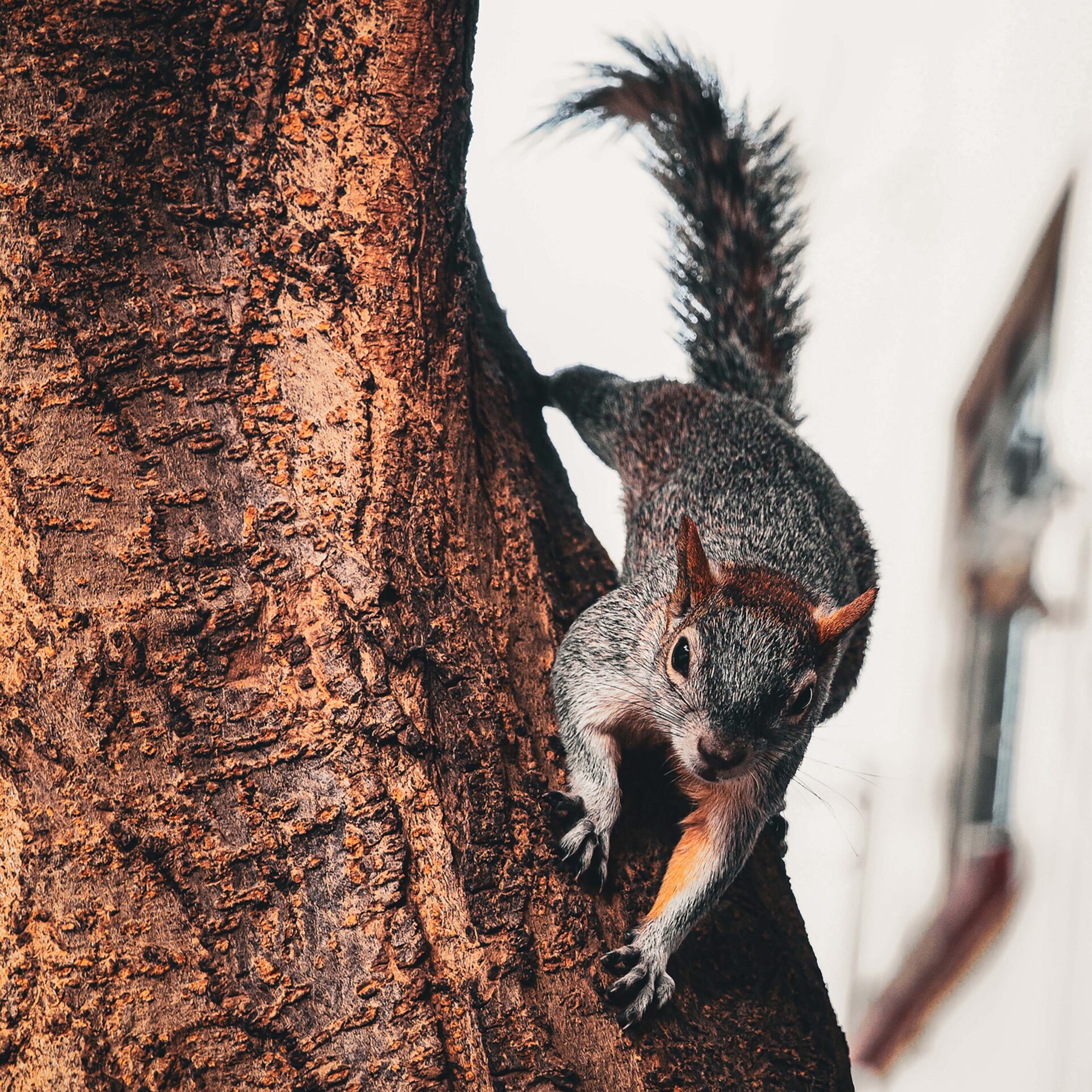 14.5 - Squirrel