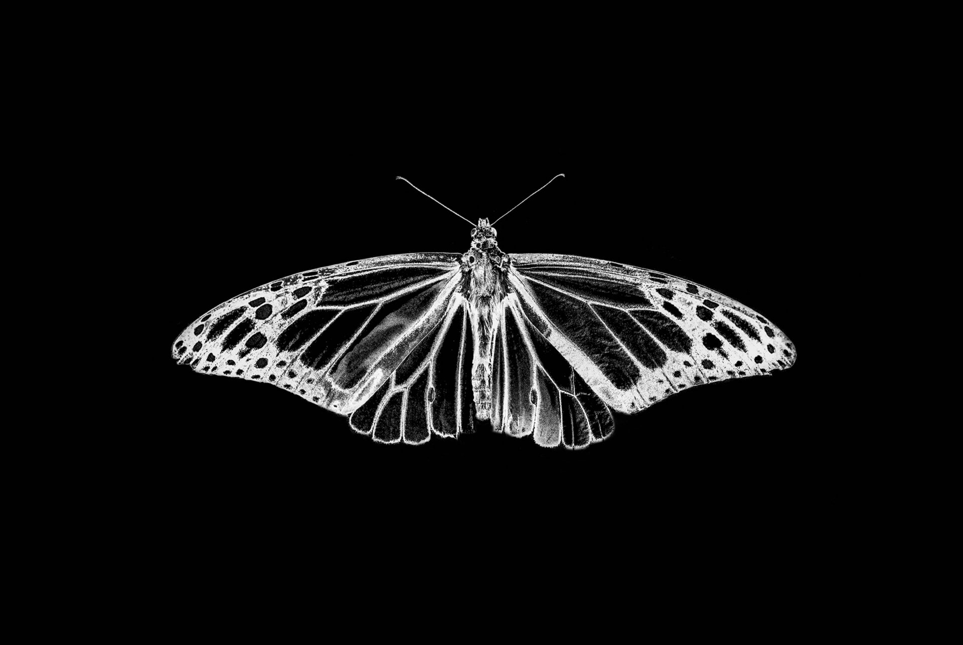 Monarch